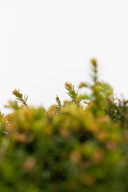 Taxus Baccata Bol