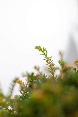 Taxus Baccata Bol