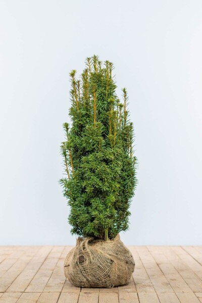 Taxus baccata 'David' 60-80 cm Taxus baccata 'David' 60-80 cm
