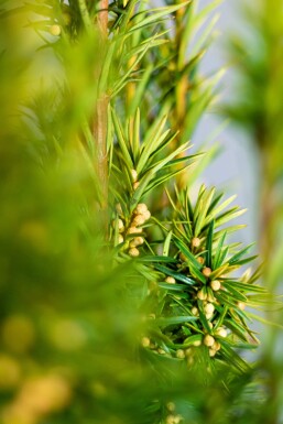 If / Taxus Baccata David