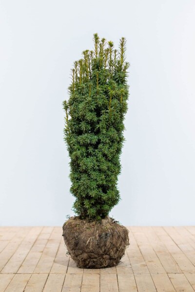 Eiben / Taxus Baccata David 80-100 cm Eiben / Taxus Baccata David 80-100 cm