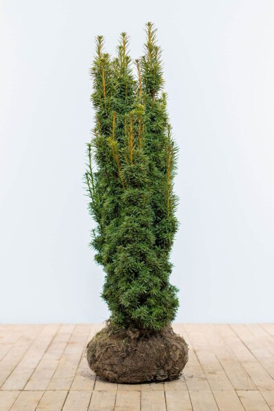 Eiben / Taxus Baccata David 100-120 cm Eiben / Taxus Baccata David 100-120 cm
