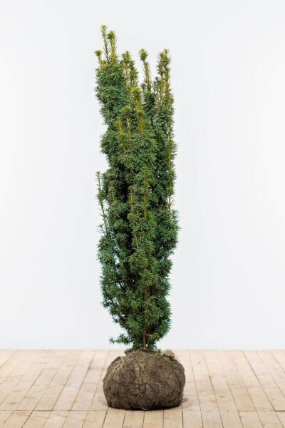 Eiben / Taxus Baccata David 120-140 cm Eiben / Taxus Baccata David 120-140 cm