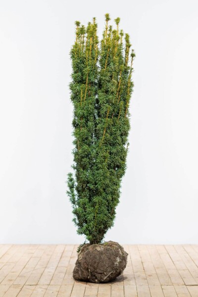 Eiben / Taxus Baccata David 140-160 cm Eiben / Taxus Baccata David 140-160 cm