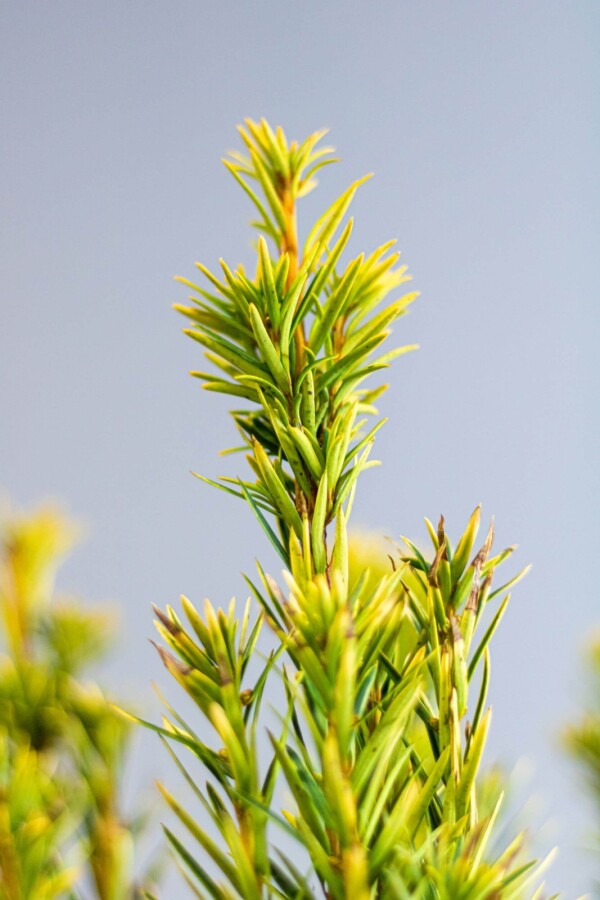 Almindelig taks Taxus baccata 'David' hæk 140-160 rodklump Taxus baccata 'David' 140-160 cm