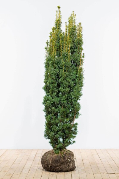 Eiben / Taxus Baccata David 160-180 cm Eiben / Taxus Baccata David 160-180 cm