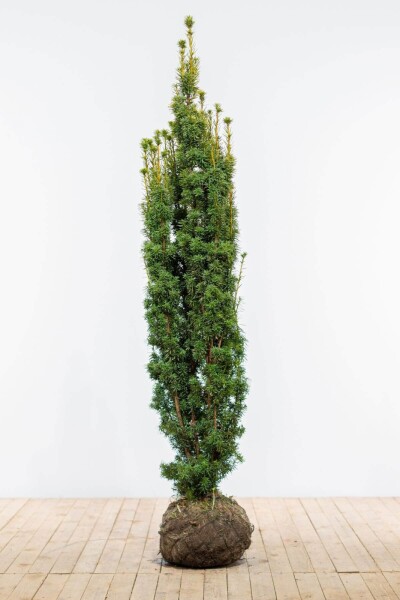 Eiben / Taxus Baccata David 180-200 cm Eiben / Taxus Baccata David 180-200 cm