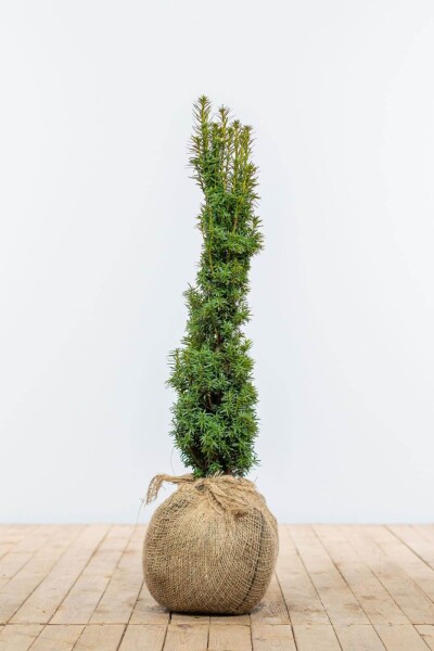 Eiben / Gelbe Säuleneibe Taxus Baccata Fastigiata Aurea 60-80 cm Eiben / Gelbe Säuleneibe Taxus Baccata Fastigiata Aurea 60-80 cm
