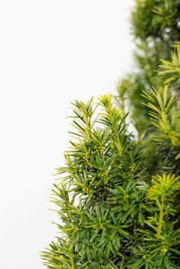 If / Taxus Baccata Fastigiata Aurea