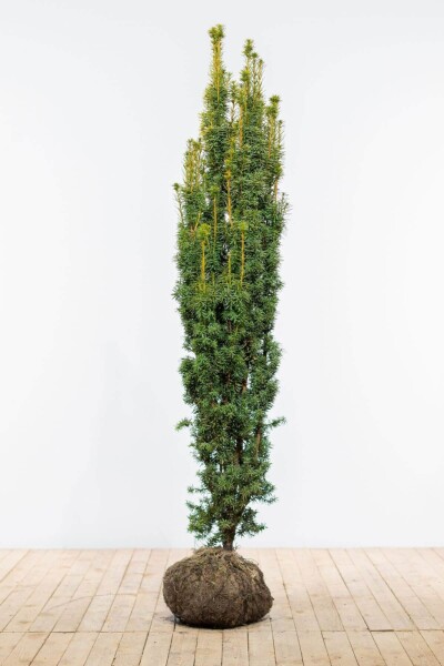 Taxus baccata 'Fastigiata Aurea' 180-200 cm Taxus baccata 'Fastigiata Aurea' 180-200 cm