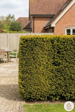 Taxus baccata 'Fastigiata Aurea' 180-200 cm - Rotklump