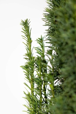 Eiben / Schmale Säuleneibe Taxus Baccata Fastigiata Robusta