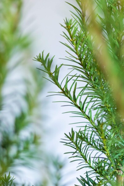 Taxus × media 'Hicksii' 60-80 cm Taxus × media 'Hicksii' 60-80 cm