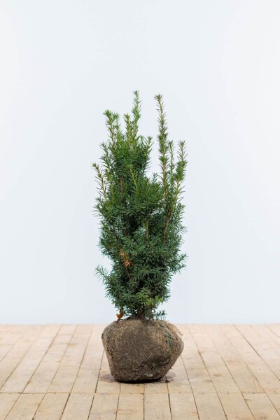 If Hybride / Taxus Media Hicksii 60-80 cm - Motte