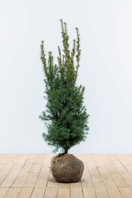 Eiben / Taxus Media Hicksii