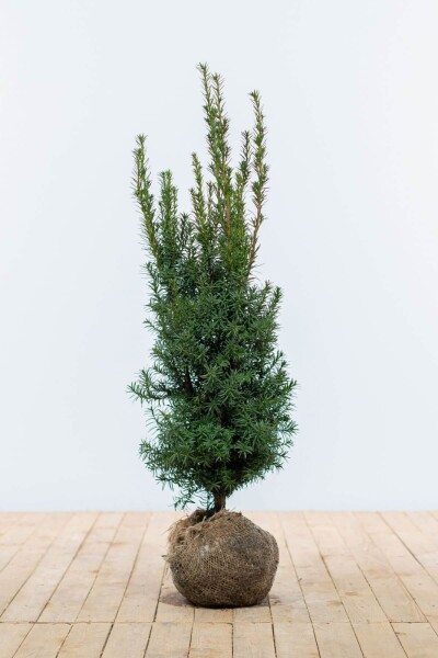 If Hybride / Taxus Media Hicksii 80-100 cm - Motte