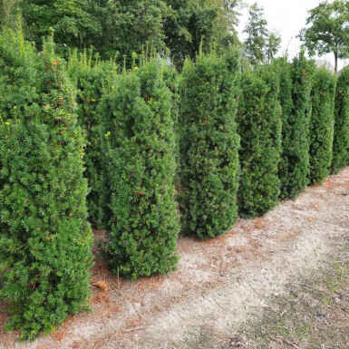If Hybride / Taxus Media Hicksii 100-120 cm