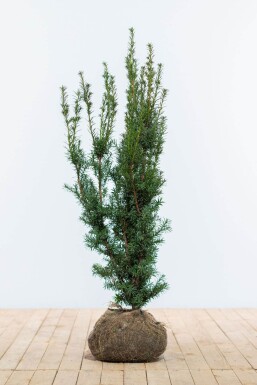 If Hybride / Taxus Media Hicksii 100-120 cm