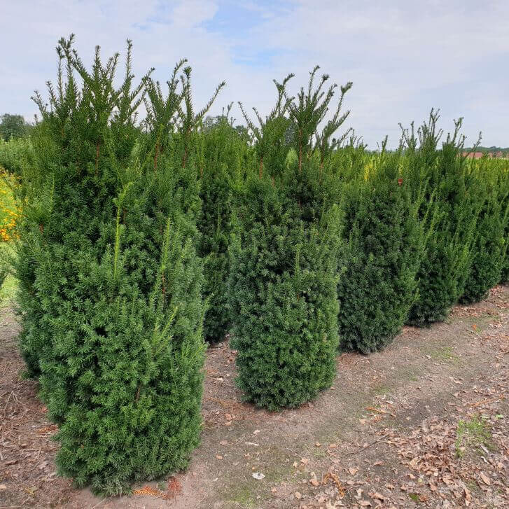 Taxus × media 'Hillii' 60-80 cm