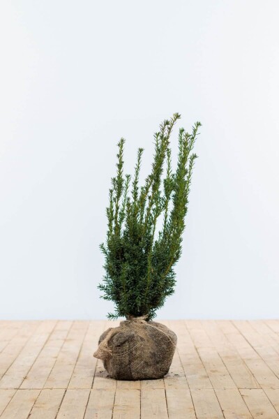 Taxus × media 'Hillii' 60-80 cm