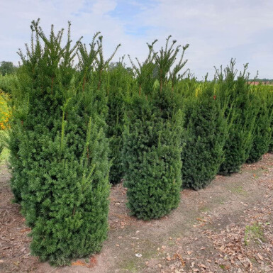 If Hybride / Taxus Media Hillii 100-120 cm
