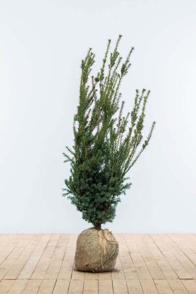 Taxus × media 'Hillii' 100-120 cm