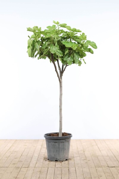 Vijgenboom / Ficus Carica op stam 80-100 cm Vijgenboom / Ficus Carica op stam 80-100 cm