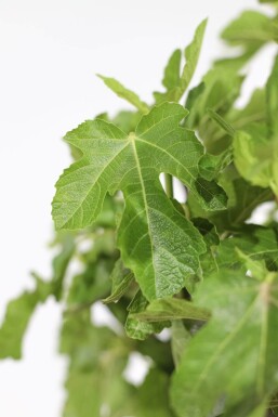 Feigenbaum / Ficus Carica auf Stamm