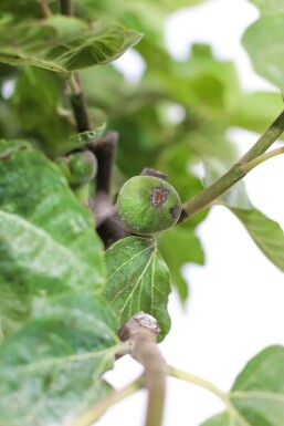 Feigenbaum / Ficus Carica auf Stamm