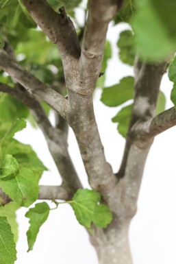 Feigenbaum / Ficus Carica auf Stamm