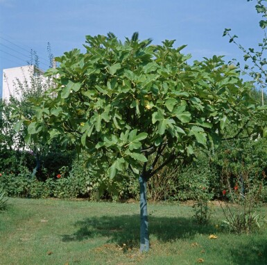 Feigenbaum / Ficus Carica auf Stamm