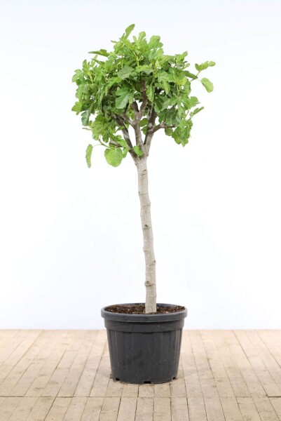 Vijgenboom / Ficus Carica op stam 175-200 cm Vijgenboom / Ficus Carica op stam 175-200 cm