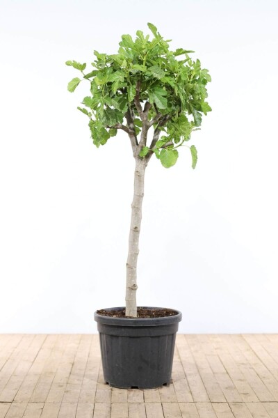 Vijgenboom / Ficus Carica op stam 175-200 cm Vijgenboom / Ficus Carica op stam 175-200 cm