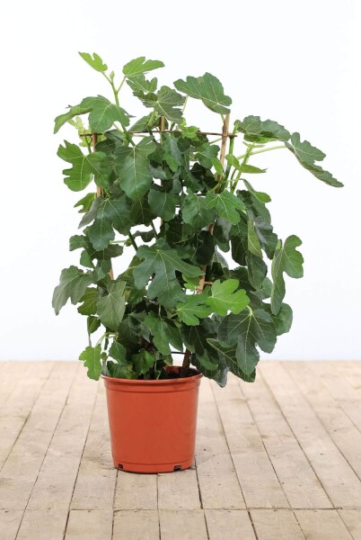 Figuier / Ficus Carica Support 100-120 cm Figuier / Ficus Carica Support 100-120 cm