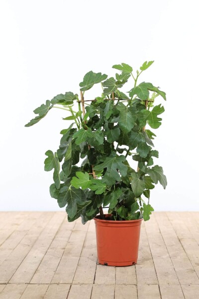 Vijgenboom / Ficus Carica rek 70-80 cm Vijgenboom / Ficus Carica rek 70-80 cm