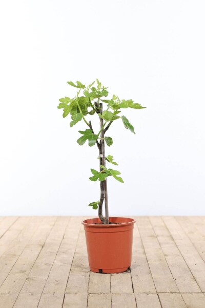 Vijgenboom / Ficus Carica stok 40-60 cm Vijgenboom / Ficus Carica stok 40-60 cm
