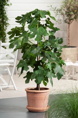 Vijgenboom / Ficus Carica stok