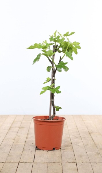 Feigenbaum / Ficus Carica Stock 60-80 cm