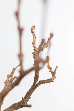 Chinese Blauweregen / Wisteria Sinensis op stam