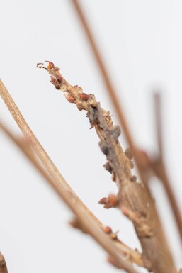 Wisteria sinensis