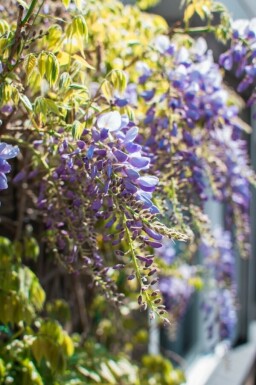 Chinesischer blauregen / Wisteria Sinensis Stock