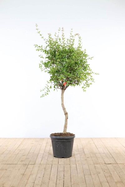 Grenadier / Punica Granatum Sur tige/stipe/tronc 125-150 cm Grenadier / Punica Granatum Sur tige/stipe/tronc 125-150 cm