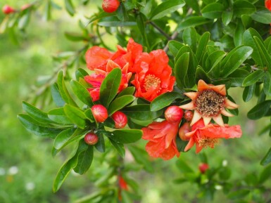 Punica granatum 125-150 cm