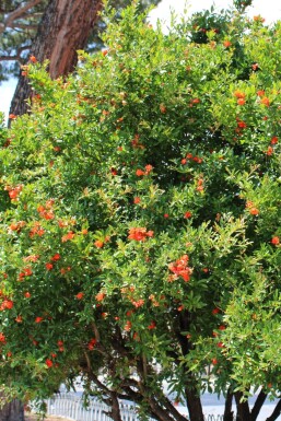 Punica granatum 175-200 cm