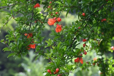 Punica granatum 225-250 cm