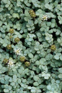 Acaena buchananii