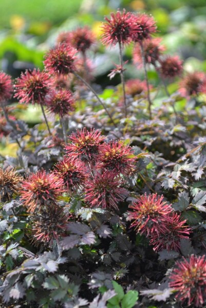 Acaena microphylla 'Kupferteppich' Acaena microphylla 'Kupferteppich'