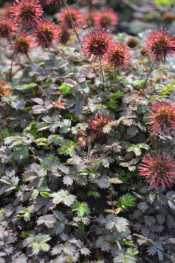 Acaena microphylla 'Kupferteppich'