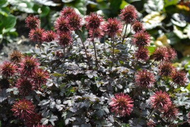 Acaena microphylla 'Kupferteppich'