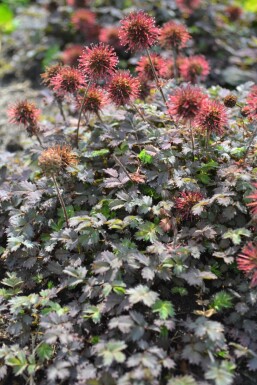 Acaena microphylla 'Kupferteppich'